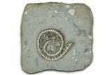 Crinoid (Scytalocrinus) Fossil - Crawfordsville, Indiana #359188-1